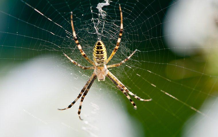 spider hanging on a wed in a queen creek yard