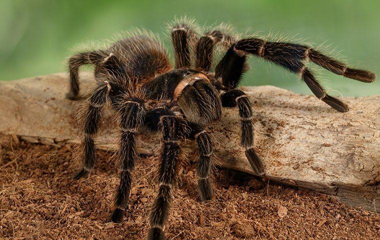 tarantula on a stick