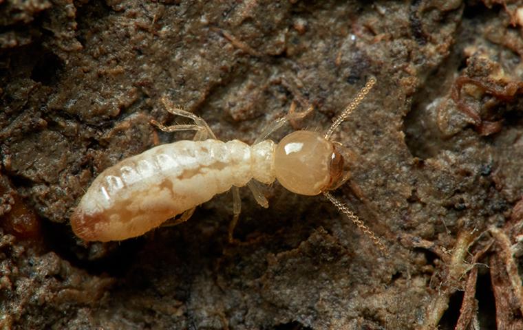 termite on wet mud