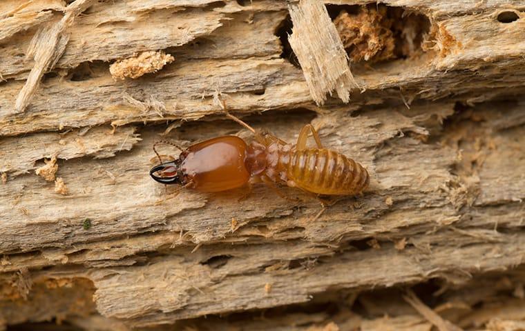 termite on damaged wood