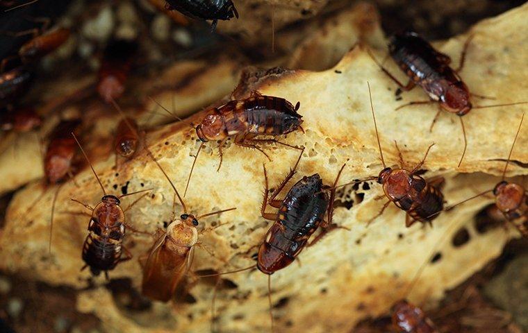 turkestan cockroaches crawling on bread