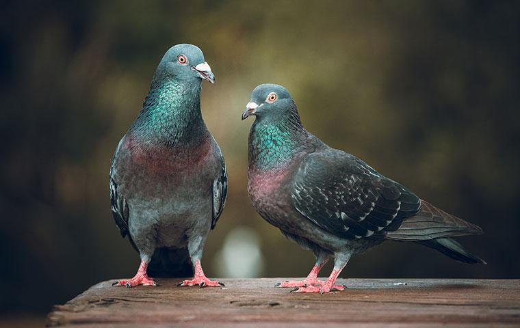 two pigeons perched