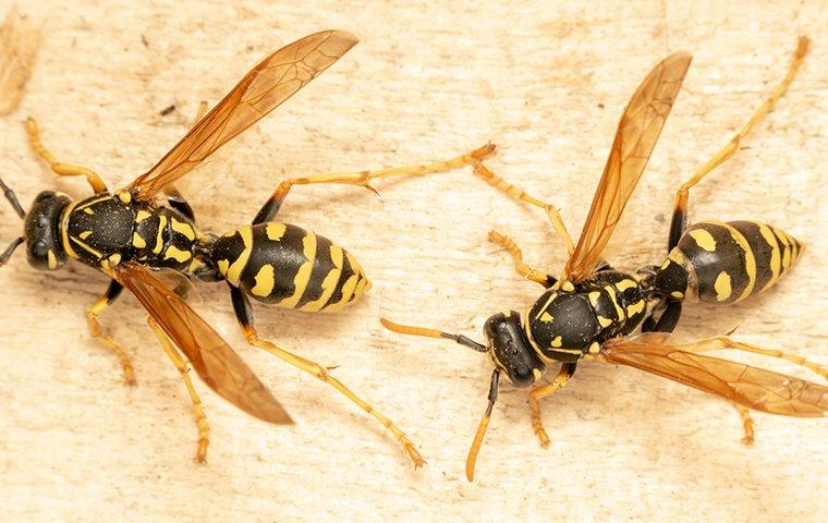two wasps up close