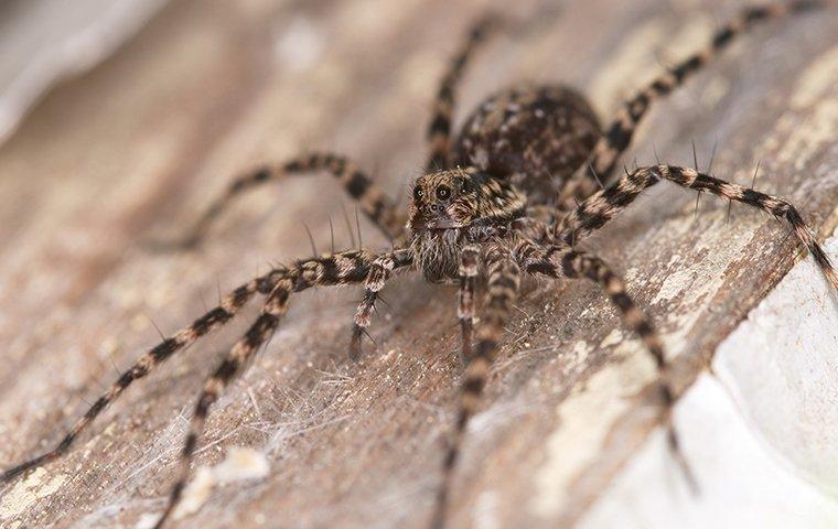 wolf spider crawling on wood