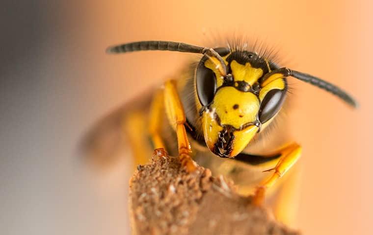 Prevent Stinging Insects This Fall a yellow jacket facing a sacramento resident face on as it protects its nest