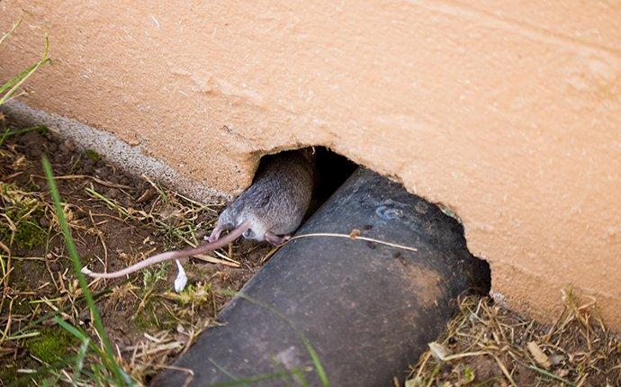 rodent entering home