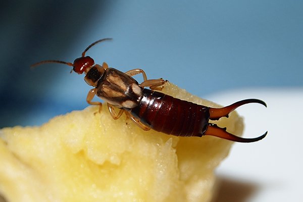 The Full Truth About Earwigs Crawling In Ears