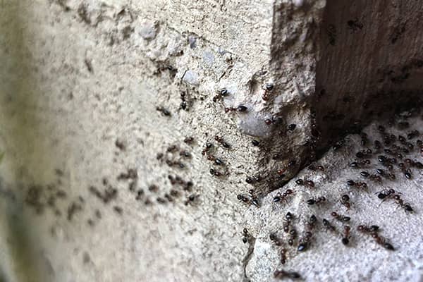 Ants On Foundation 