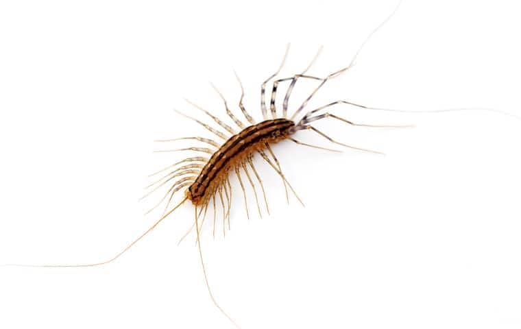 a house centipede on a white background