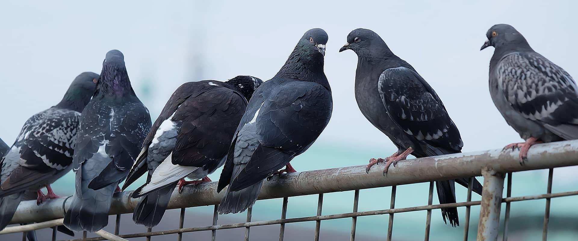 pigeons flocking on a building in auburn california