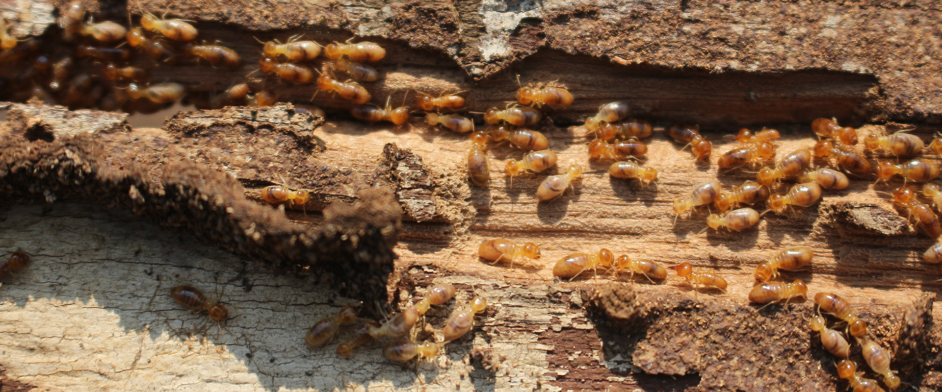 termites on a rotting piece of wood