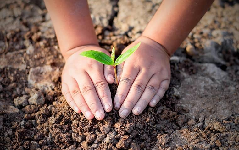 a childs hands putting a plant into the ground on a california property
