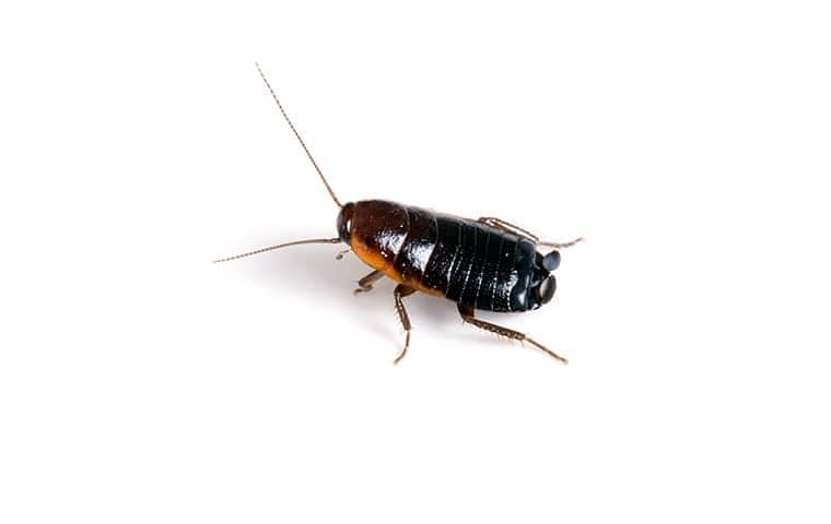 an oriental cockroach on a white background