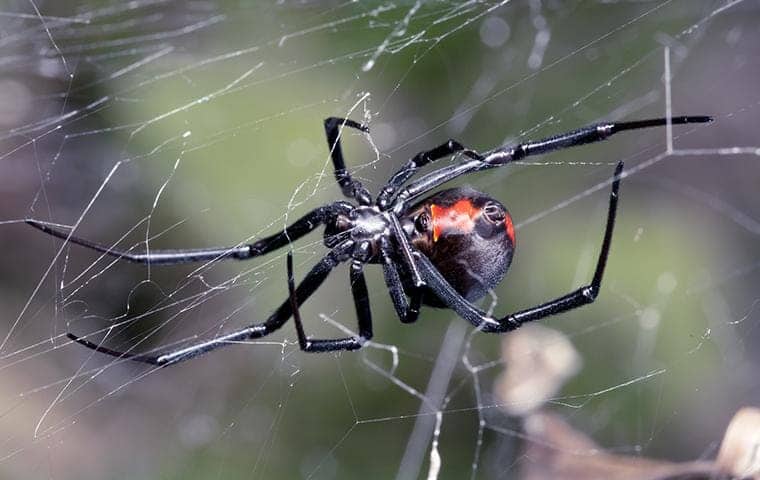 a black widow spider on a web outside a sacramento california home