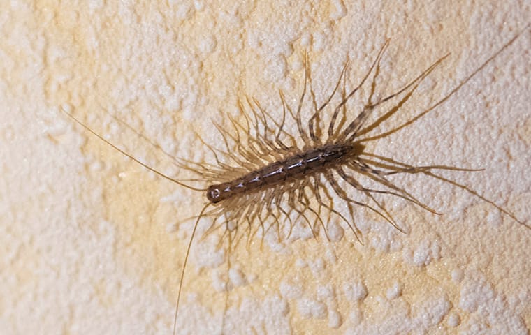 close up of a centipede in sacramento