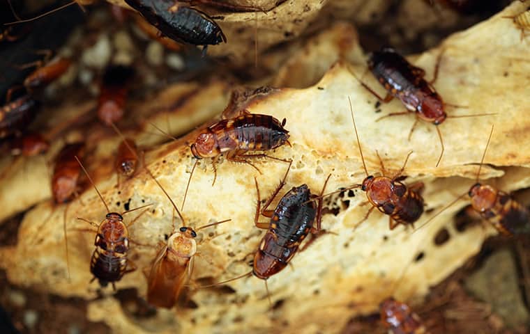 turkestan cockroaches crawling on rotten food inside of an el dorado hills home