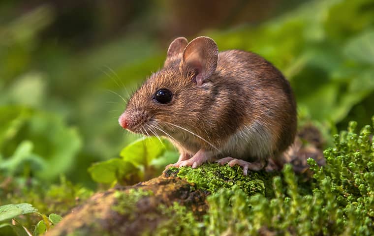 brown mice