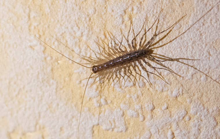 a house centipede crawling in a california home