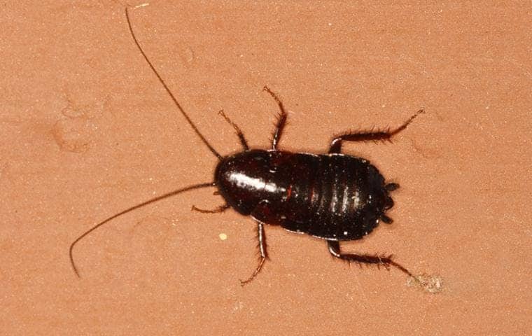 oriental cockroach crawling on the floor of an el dorado hills home