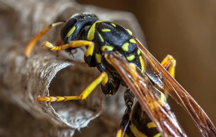 a paper wasp building a nest at a california home
