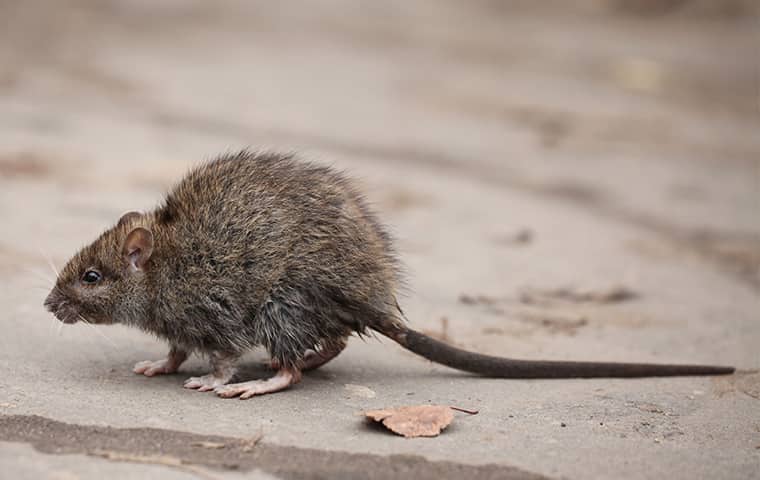 a roof rat outside a roseville california home