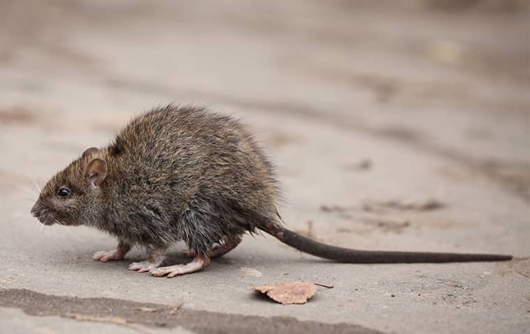 Can Rats Live In The Ceiling?