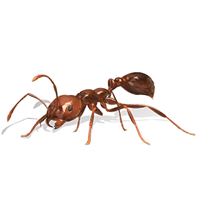 png of a fire ant close up