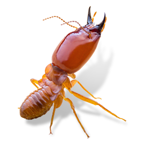 up close image of a termite