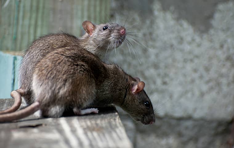 rats on a surface inside of a home in sacramento california
