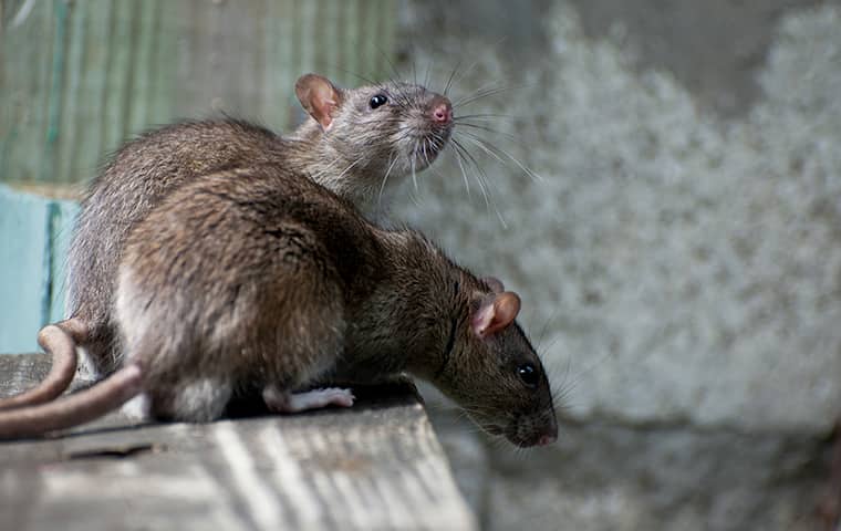 We Offer The Very Best In Rodent Control Services rats on a surface inside of a home in sacramento california