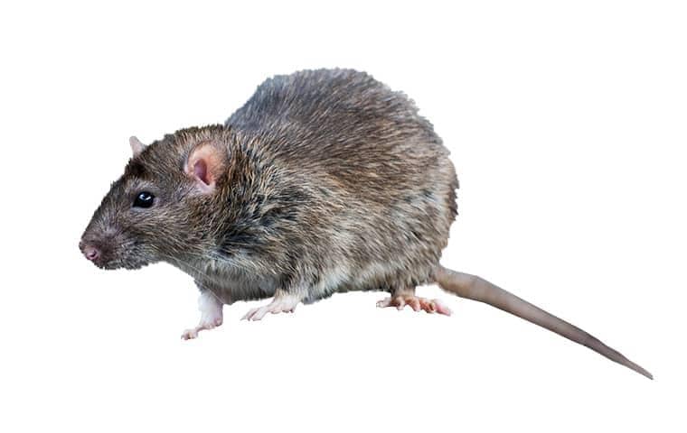 a roof rat on a white background