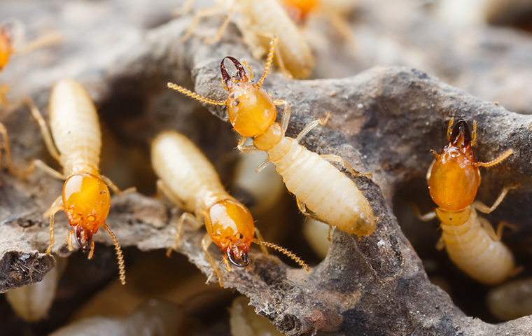 swarm of termites closeup