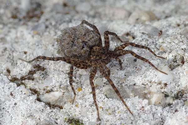 grounded wolf spiders