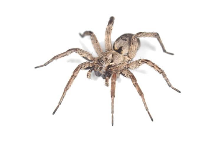 a wolf spider on a white background