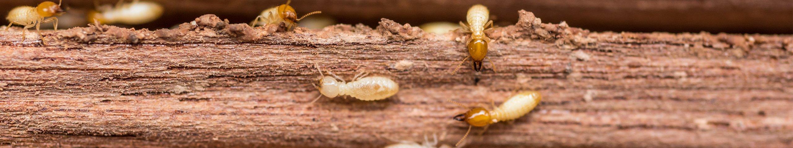 a group of termites on a piece of wood
