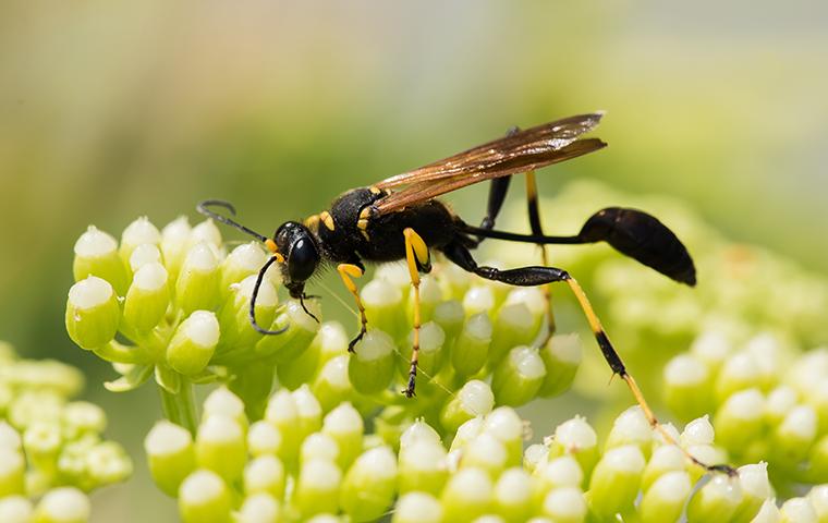 Stinging Insects | Types Of Stinging Insects In Philadelphia