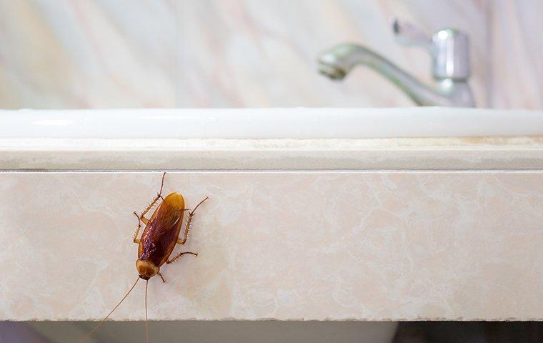 a cockroach crawling on the side of a sink