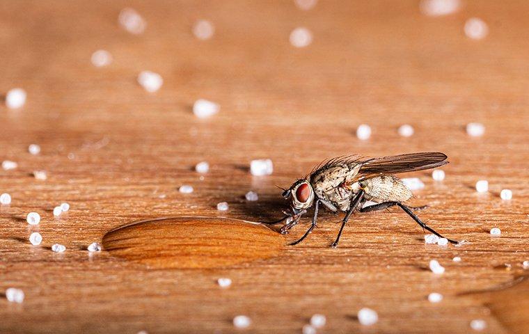 a house fly on a dining room table