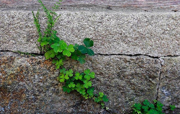 weeds in the cracks of a foundation