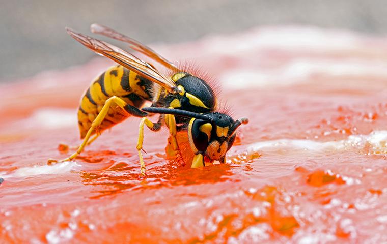 yellow jacket eating a piece of salmon