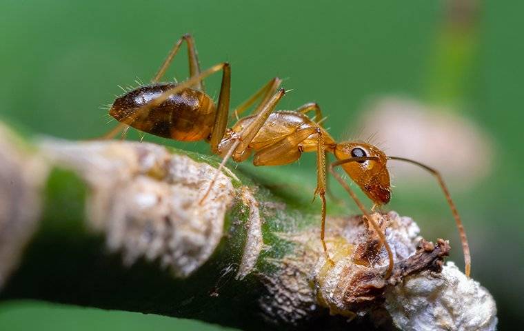 argentine ant crawling on a plant