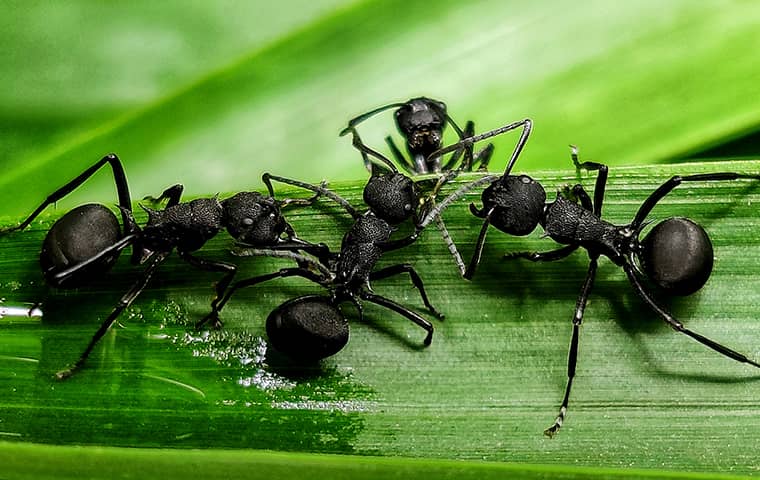 black ants on grass