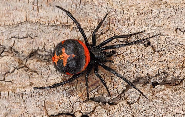 black widow spider on a crack