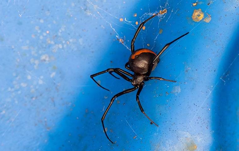 black widow spider on blue plastic