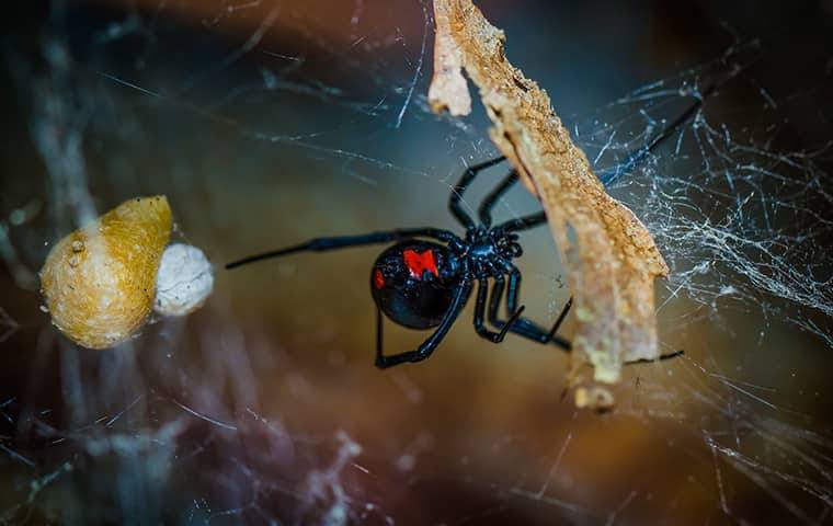 a black widow spider in its web