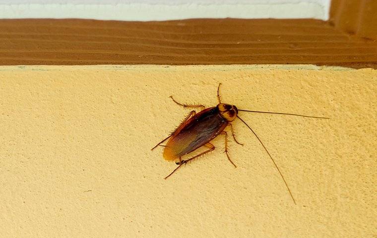 cockroach on wall climbing