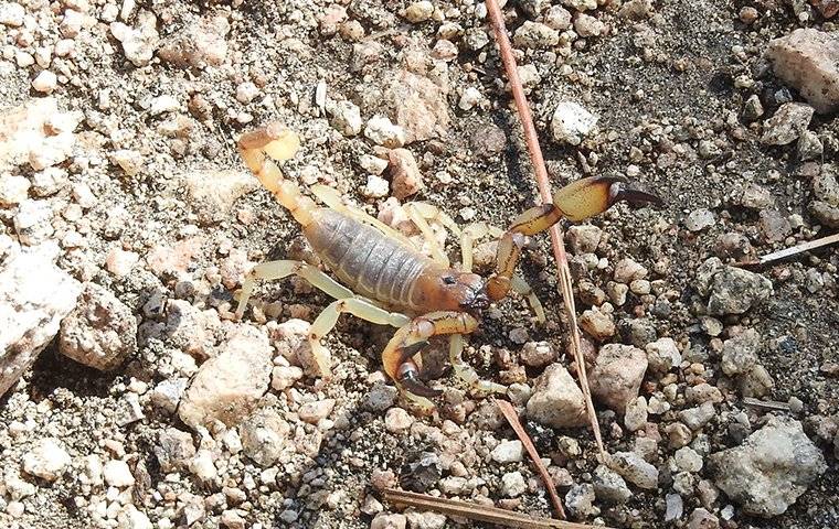 a scorpion crawling in the dirt