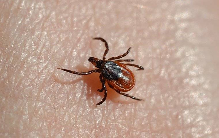 tick on a hand