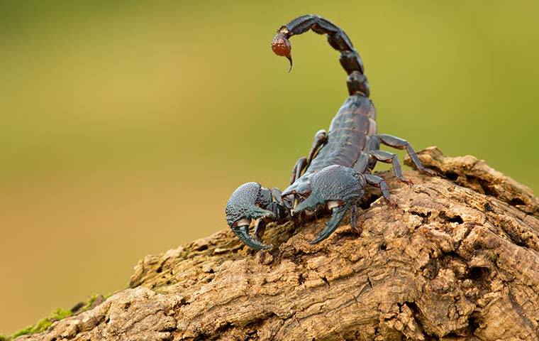 scorpion on wood