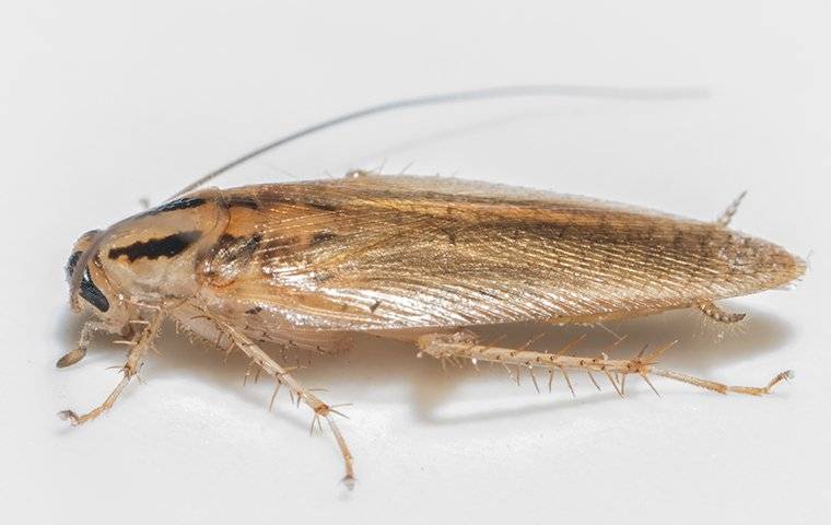 a german cockroach crawling on the floor